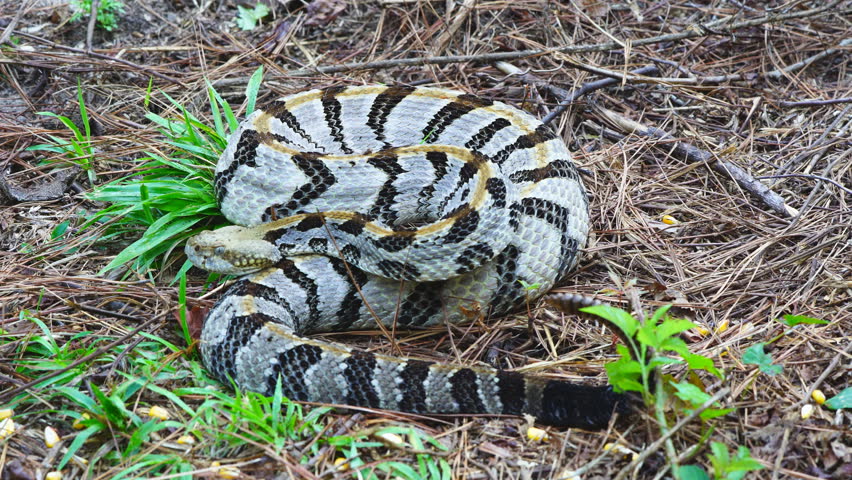 timber rattlesnake crotalus horridus highly venomous Stock Footage ...
