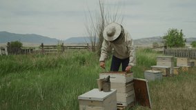 Beekeeper lifting and examining frame from beehive / Spring City, Utah, United States
