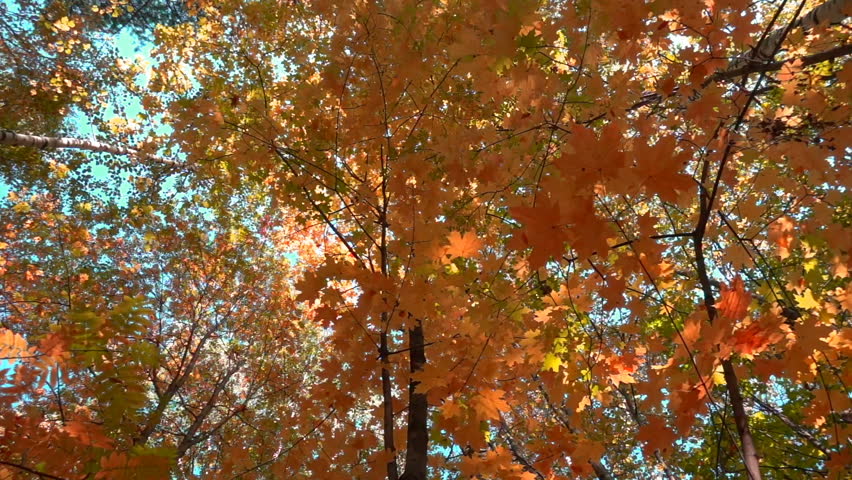 Deciduous forests in warm sunny weather, dried leaves fall from trees slow motion