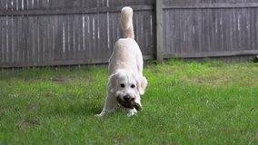 Playful white dog with a toy in his mouth turns his head to the side. Goldendoodle playing in the grass with his toy. Video footage.