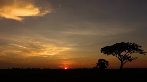 Time lapse Dramatic golden light in africa with sunrise. Silhouetted trees against bonfire-red and sunflame-golden sky.4K  Time-lapse night to day.