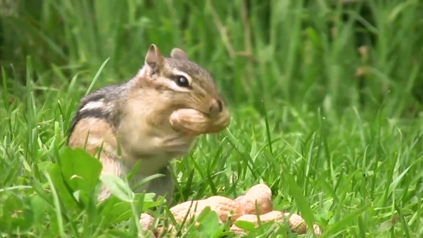 Closeups of Chipmunks stuffing peanuts into their mouths