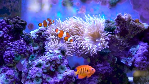 Tropical fish, pink anemone, and coral in an aquarium