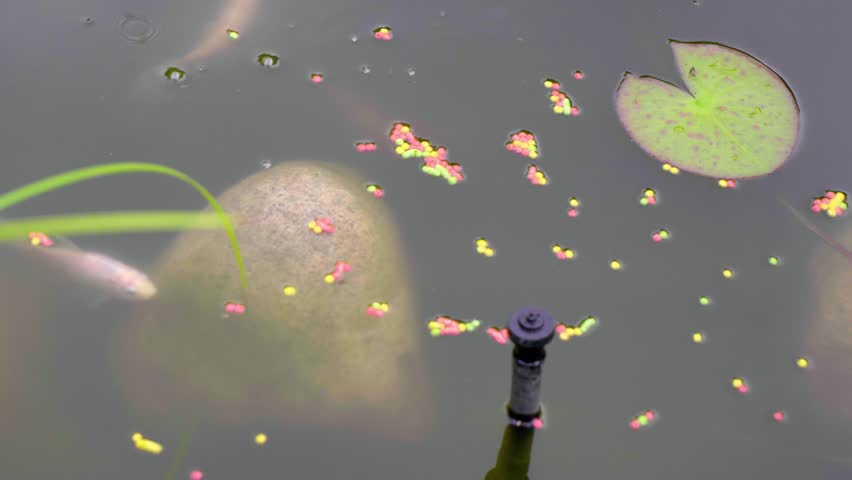 A pond with fish and lily pads. The fish are eating food.