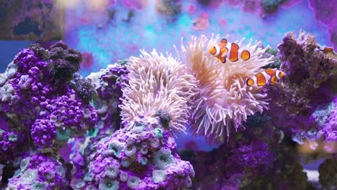 Orange and white striped fish with pink anemone and purple coral 库存视频