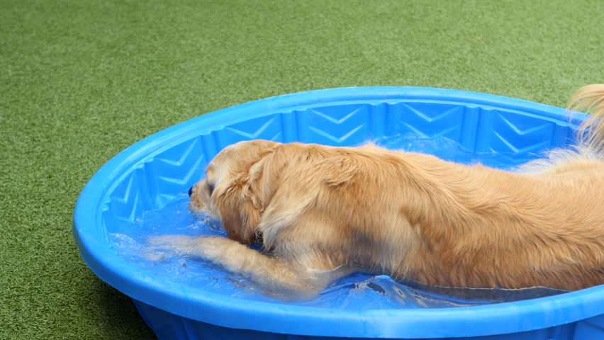 golden retriever pool