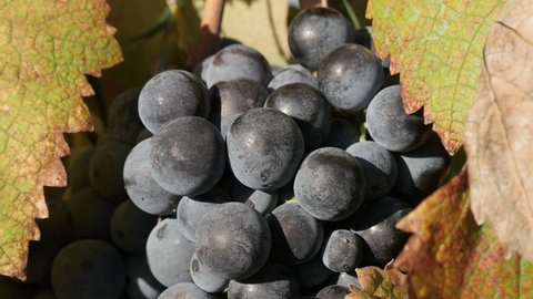 Autumn grapevines fruit cluster slow motion video