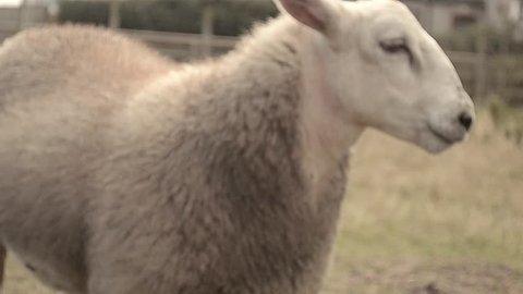 Sheep Bleating Stock Video Footage 4k And Hd Video Clips Shutterstock