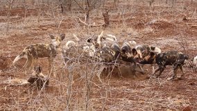 A pack of African Wild dogs, Lycaon pictus feed and tear a kill animal apart in a feeding frenzy during mid-winter on Zimanga Private Game reserve in the Kwa-Zulu Natal region of South Africa.