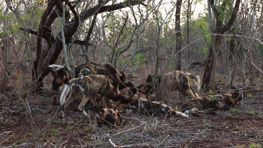 A pack of African Wild dogs, Lycaon pictus feed and tear a kill animal apart in a feeding frenzy during mid-winter on Zimanga Private Game reserve in the Kwa-Zulu Natal region of South Africa.