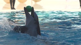 Dolphin play with ball in the pool Slow motion video
