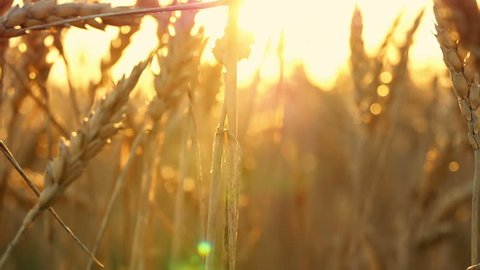 Gold spikelets of wheat in the field during sunset close-up. Move the camera from bottom to top.