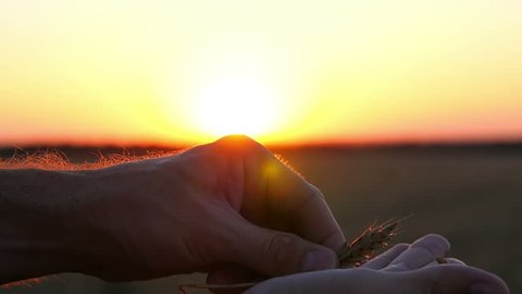 Hands of a young farmer close-up holding wheat spikes in the field during sunset. The man is preparing to harvest wheat.