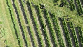 Grape harvest vineyard aerial video. Vineyard workers picking grapes. Flyover boxes full of red grapes. 