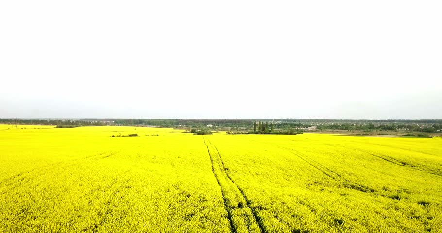 Endless rapeseed field fron the bird eye view. Rape field. Yellow rapeseed fields and blue sky with clouds in sunny weather. Agriculture.