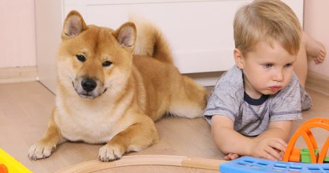 Shiba inu dog and 3 years old child boy are best friends, they play together at floor at home. Happy kid concept