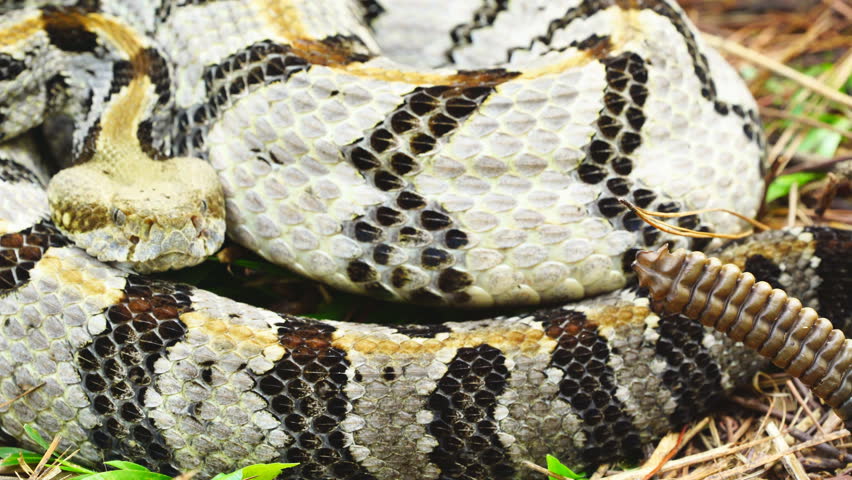 Timber Rattlesnake (Crotalus horridus), a highly venomous snake of the Eastern United States. Large mature rattlesnake in defensive strike position