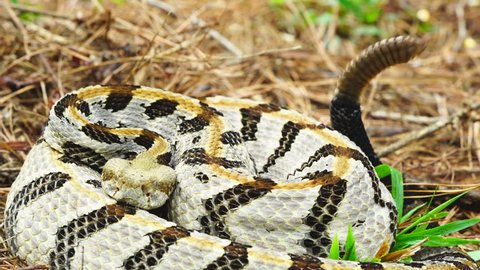 Timber Rattlesnake (Crotalus horridus), a highly venomous snake of the Eastern United States. Large mature rattlesnake in defensive strike position