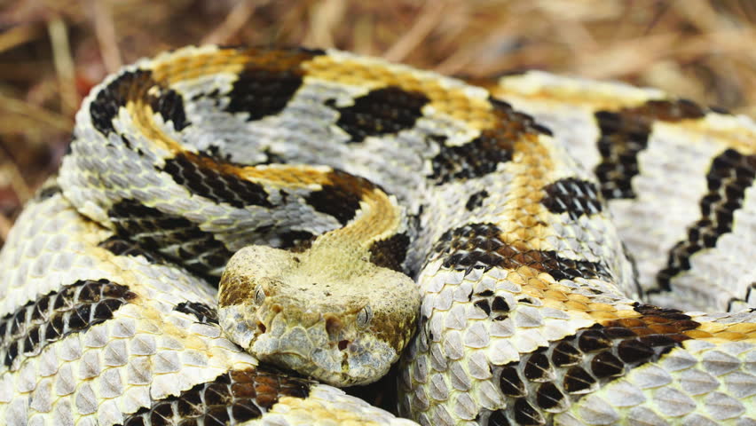 Timber Rattlesnake - Crotalus horridus image - Free stock ...