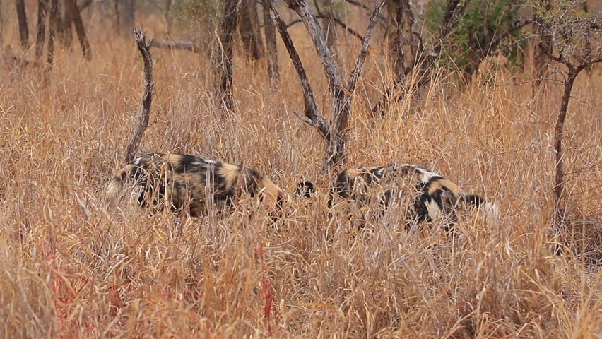 African wild dogs, Lycaon pictus feed on a kill in long grass during winter at Zimanag Private Game reserve in Kwa-Zulu Natal region of South Africa?