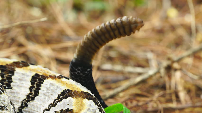 Timber Rattlesnake (Crotalus horridus), a highly venomous snake of the Eastern United States. Large mature rattlesnake with 14 rattles warning intruder of imminent strike.