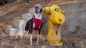 This slow motion video shows a cute italian greyhound dog in a pink harness panting by outdoors by a yellow fire hydrant.