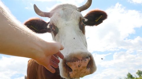 The man's hand strokes the cow's face. Close-up. Slow motion