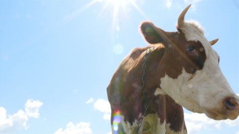 The cow waves its head in front of the camera. Close-up. Slow motion