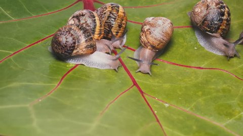 Farm for breeding edible snails for gourmet restaurants A new business trend for the development of edible snails Arkivvideo