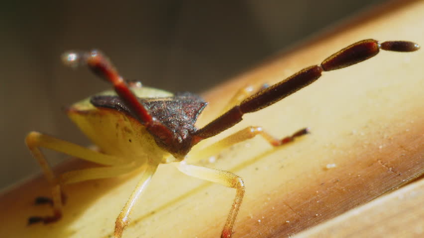 Portrait of a Forest Bug on a yellow reed sheet. Macro shot.