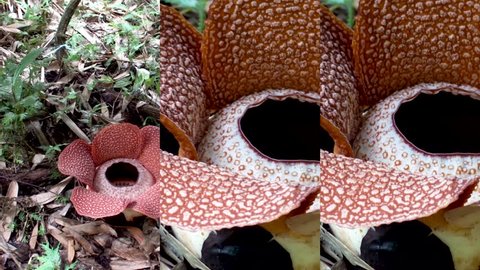 Vertical Video for Social Media Applications on Mobile Devices. Rafflesia Keithii Flower on Borneo