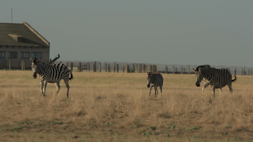 Zebras family walk in a dry grass with their young calf in Askania-Nova reserve (1080p, 25fps)