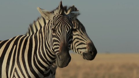 Wild zebra closeup stands, chews and looks around while other zebras walk (1080p, 25fps)