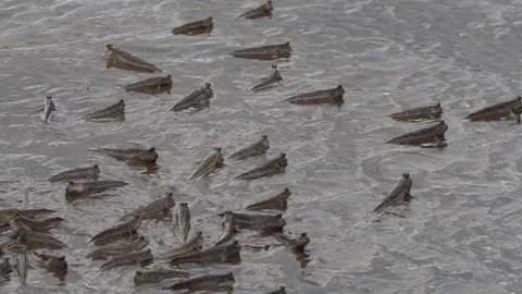 Mudskipper Amphibious Fish School Walking With Fins Flipping Fin Ocean Sea Beach Jungle River