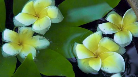 White flowers of Plumeria tree and green leaves on water surface close up. Beautiful frangipani flowers and green leaves background. Asian trees and plants