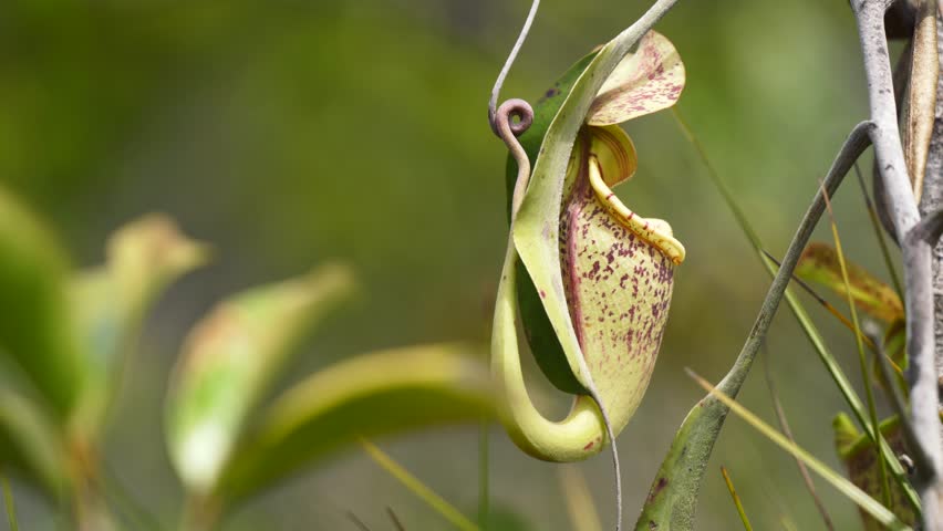 Pitcher Plant Hanging in Rainforest Jungle. Carnivorous Plant Lures In and Eats Insects Hangs from Vines.