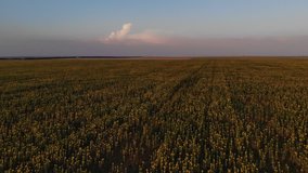 This stock video shows a sunflower field from a bird's eye view. The clip was shot on a dark day, such as early evening or before rain. 