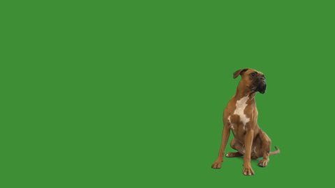 funny boxer dog sitting and barking on a green screen