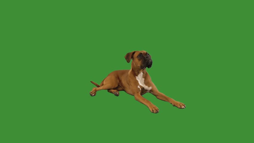funny dog boxer lying on green screen