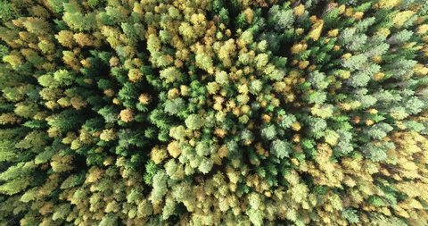 Aerial footage of trees during beautiful autumn on sunny day in a forest. 