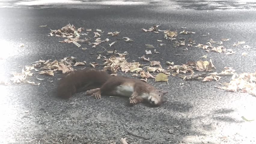 Squirrel hit by car on asphalt forest road. The car rides on a road with dry leaves where lying the dead squirrel.