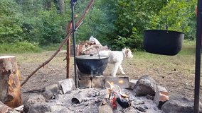 Video tourist camp, a fire from logs with fire and cooking in a pot