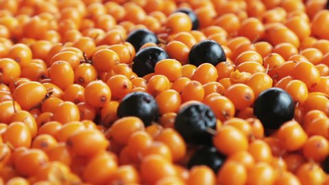 the berries of sea buckthorn and black chokeberry. background. Dolly video