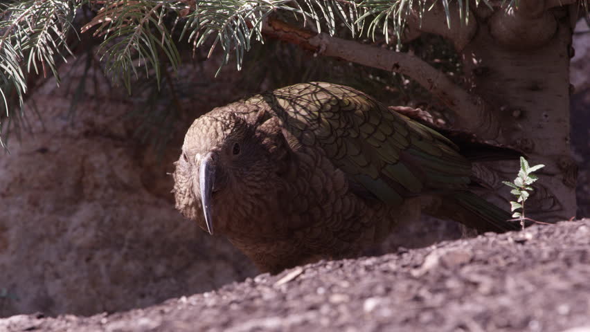 Kea under a tree as it eats seeds and looks around.