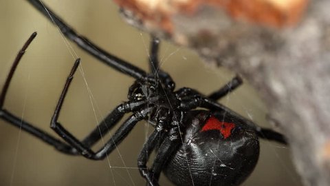 Poisonous Black Widow ppider showing red hourglass on abdomen in macro detail. Flinches.