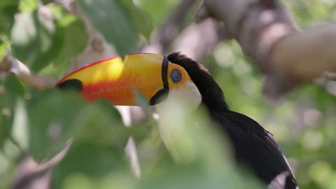 View of Toucan sitting in tree as it looks around and hops away.