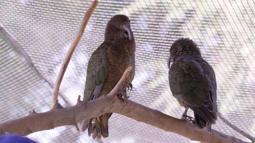 Two Kea birds sitting on stick in captivity as one yawns.