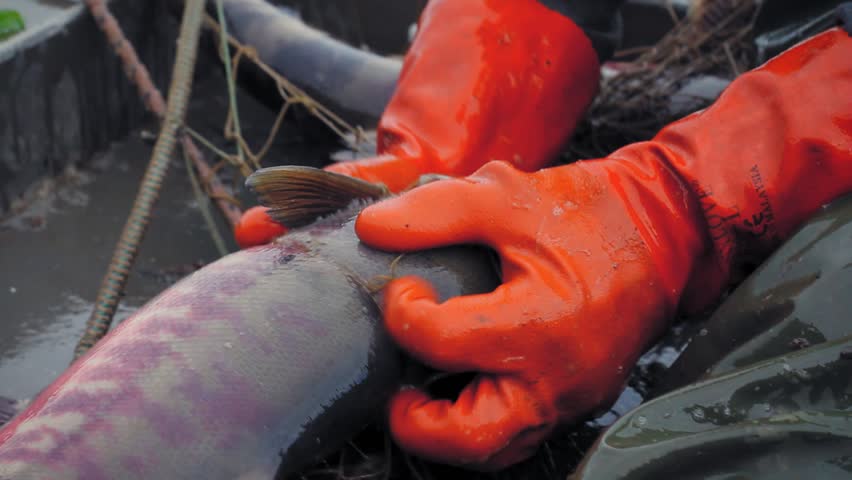 Yukon river, Alaska. Close up of fisherman with gloves and green plastic trouser trying to get a salmon out of the net. Salmon on  his lap