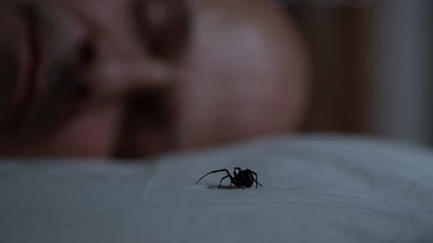 Black Widow moves on a pillow as man in background wakes up.