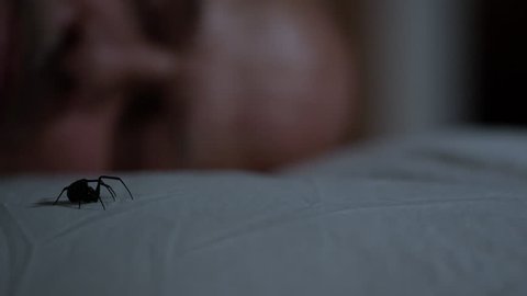 Black Widow Spider crawls across pillow while man sleeps not knowing about the critter in his bed.
